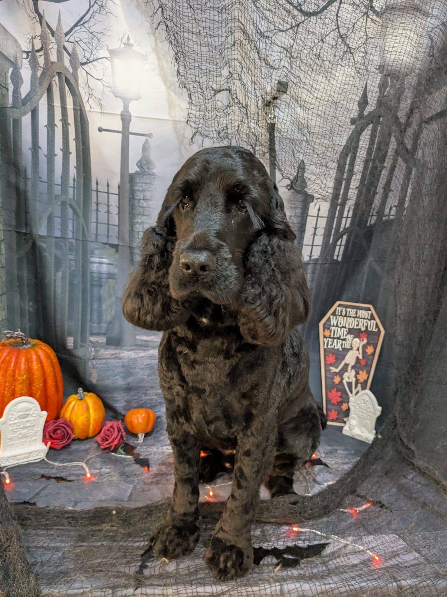 Black cocker spaniel after a groom, sitting in front of a Halloween backdrop