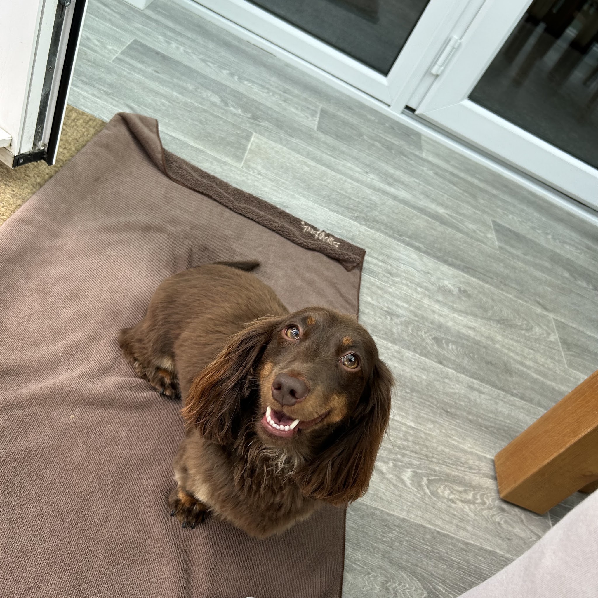 Happy spaniel looking up from a mat on the salon floor
