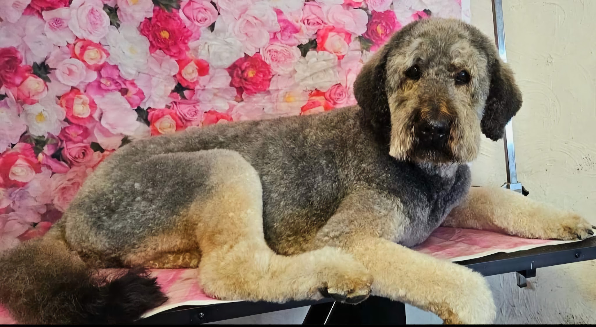 Doodle with a fresh trim lying on the grooming table