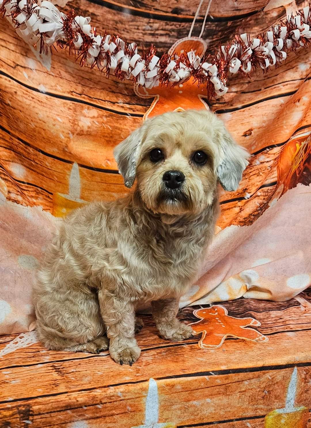 Small fluffy dog freshly groomed in front of a festive wooden backdrop