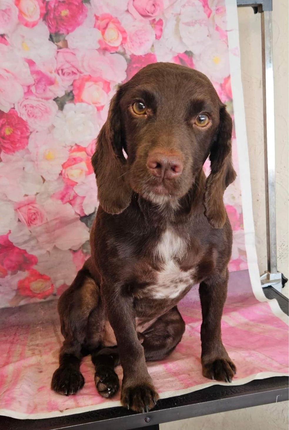 Chocolate spaniel sitting neatly on the grooming table