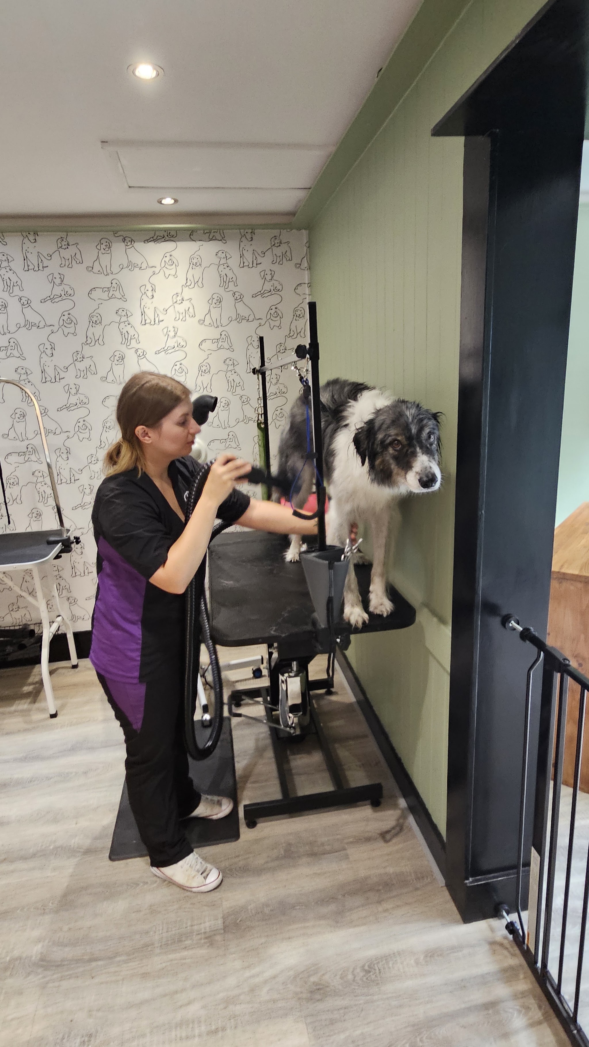 Our groomer drying a border collie on the grooming table in the salon
