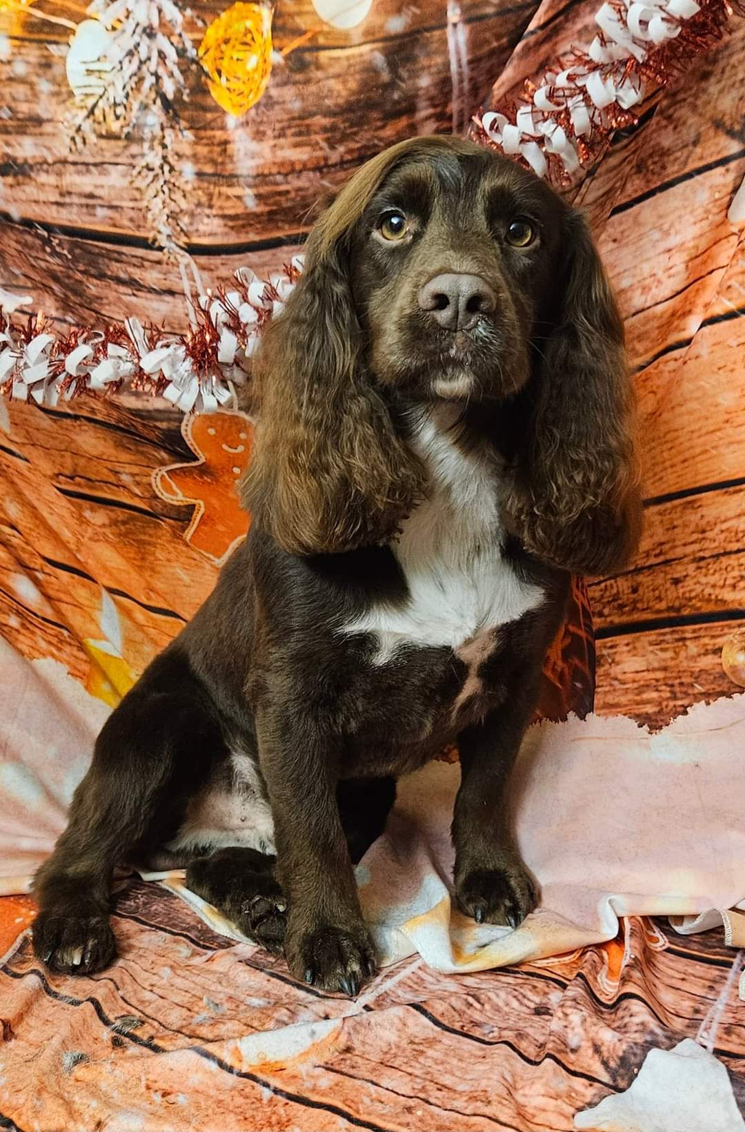 Cocker spaniel puppy with long wavy ears after a groom