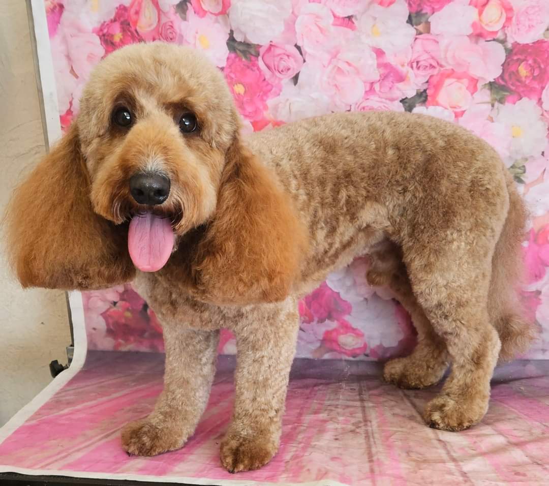 Apricot doodle with a fresh teddy-style trim, tongue out, after a groom
