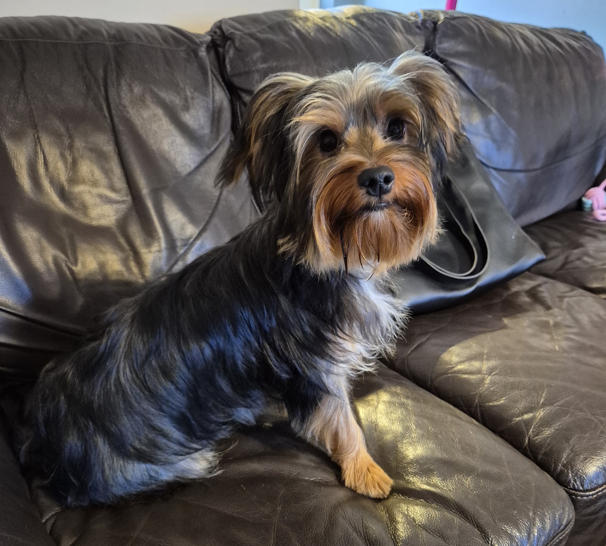 Yorkshire terrier at home on the sofa after a groom